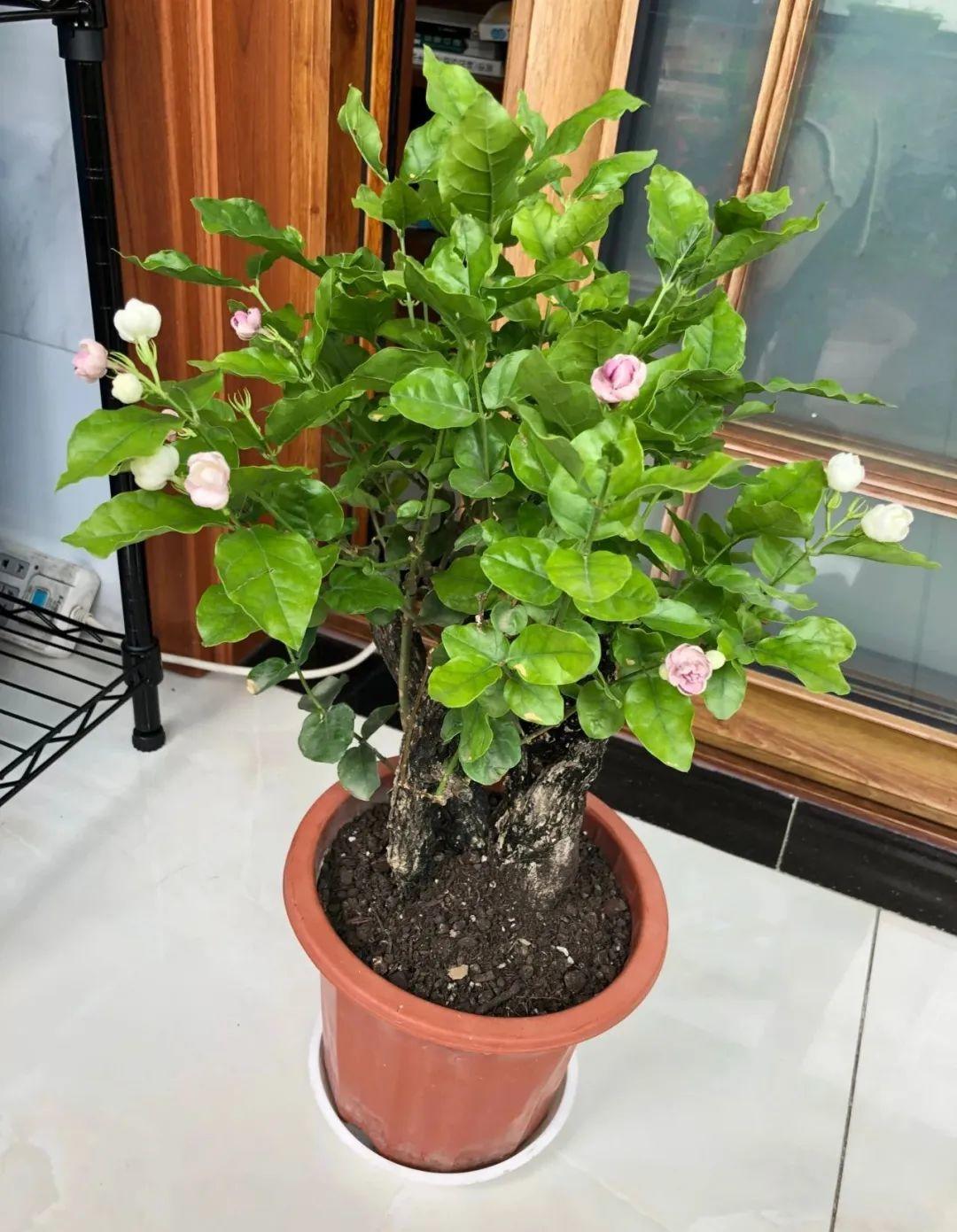 十种不能买的老桩,三种最值钱的老桩