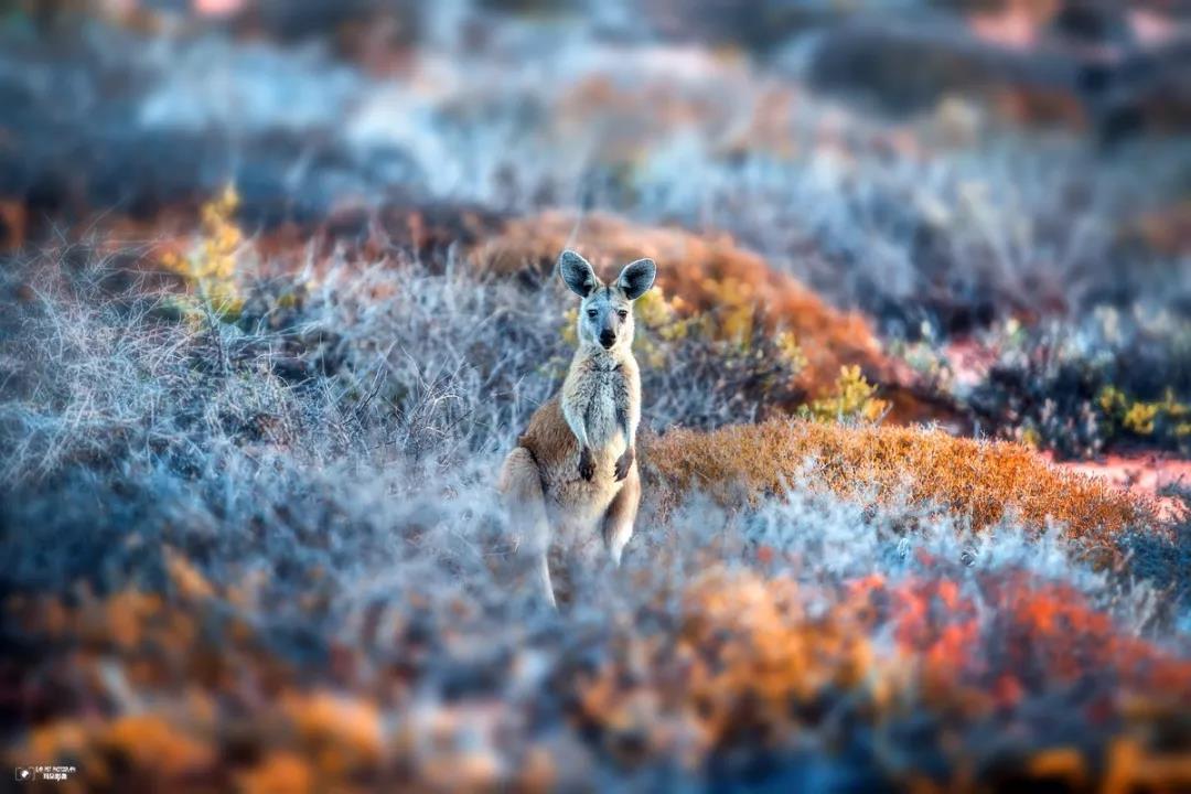 一定要去西澳吗,n个理由
