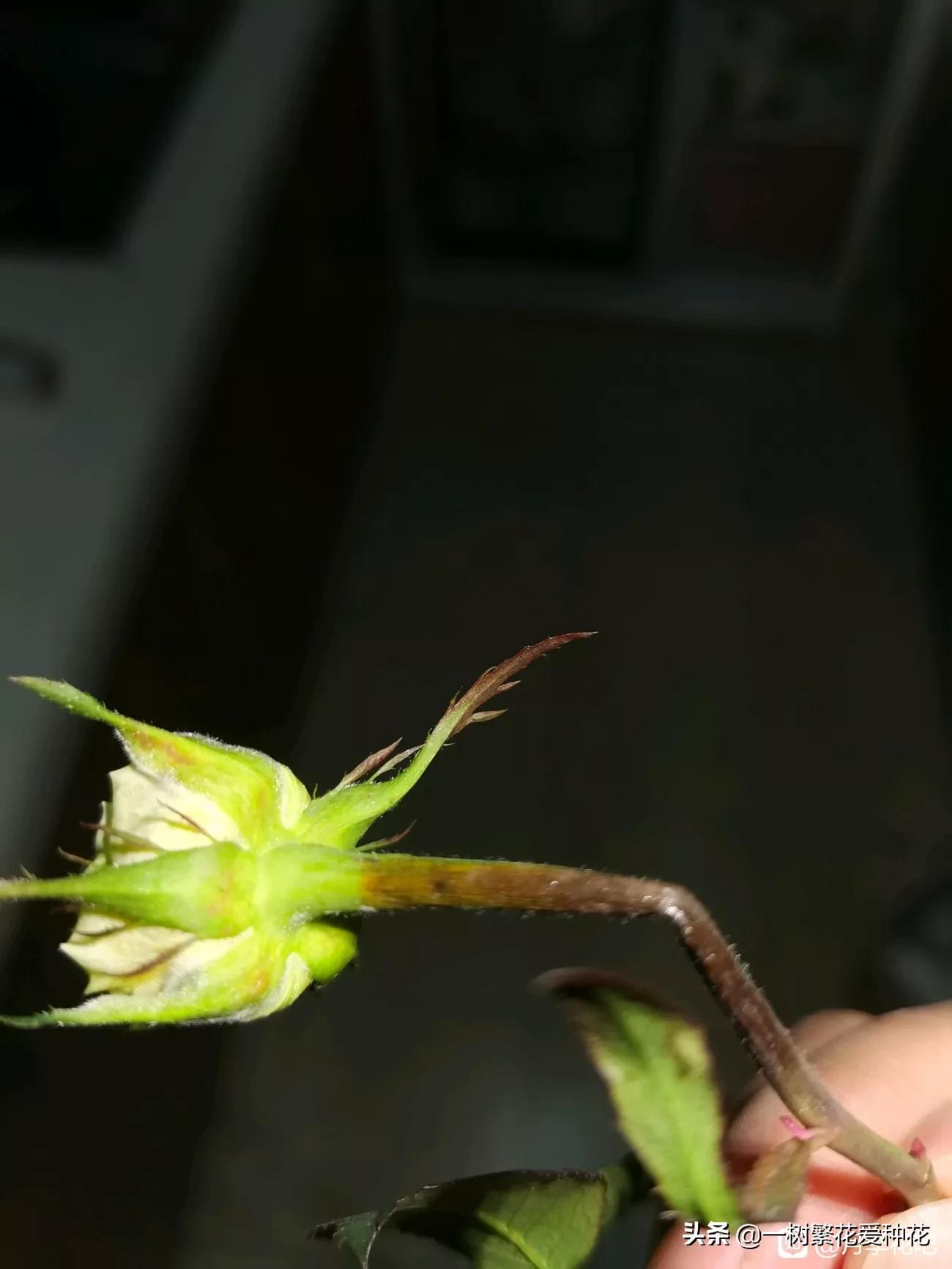 月季开花晒了太阳蔫了补救,月季叶子枯萎像缺水了一样