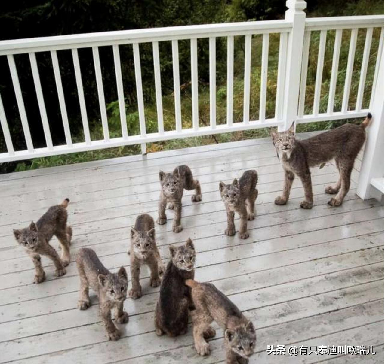 外面传来咚咚声把他吵醒，起床查看：家门口被它们占领了！