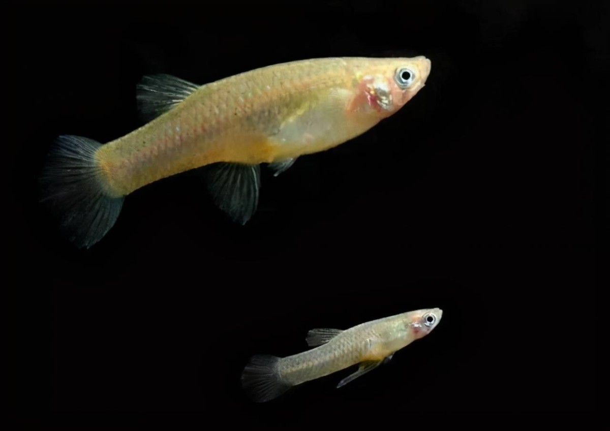 蚊子属于中国十大入侵物种吗,蚊子克星食蚊鱼