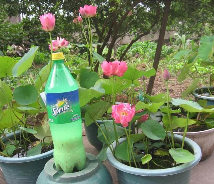 养碗莲，做到“3多”，不干叶绿油油，开花勤，3天冒一个花苞