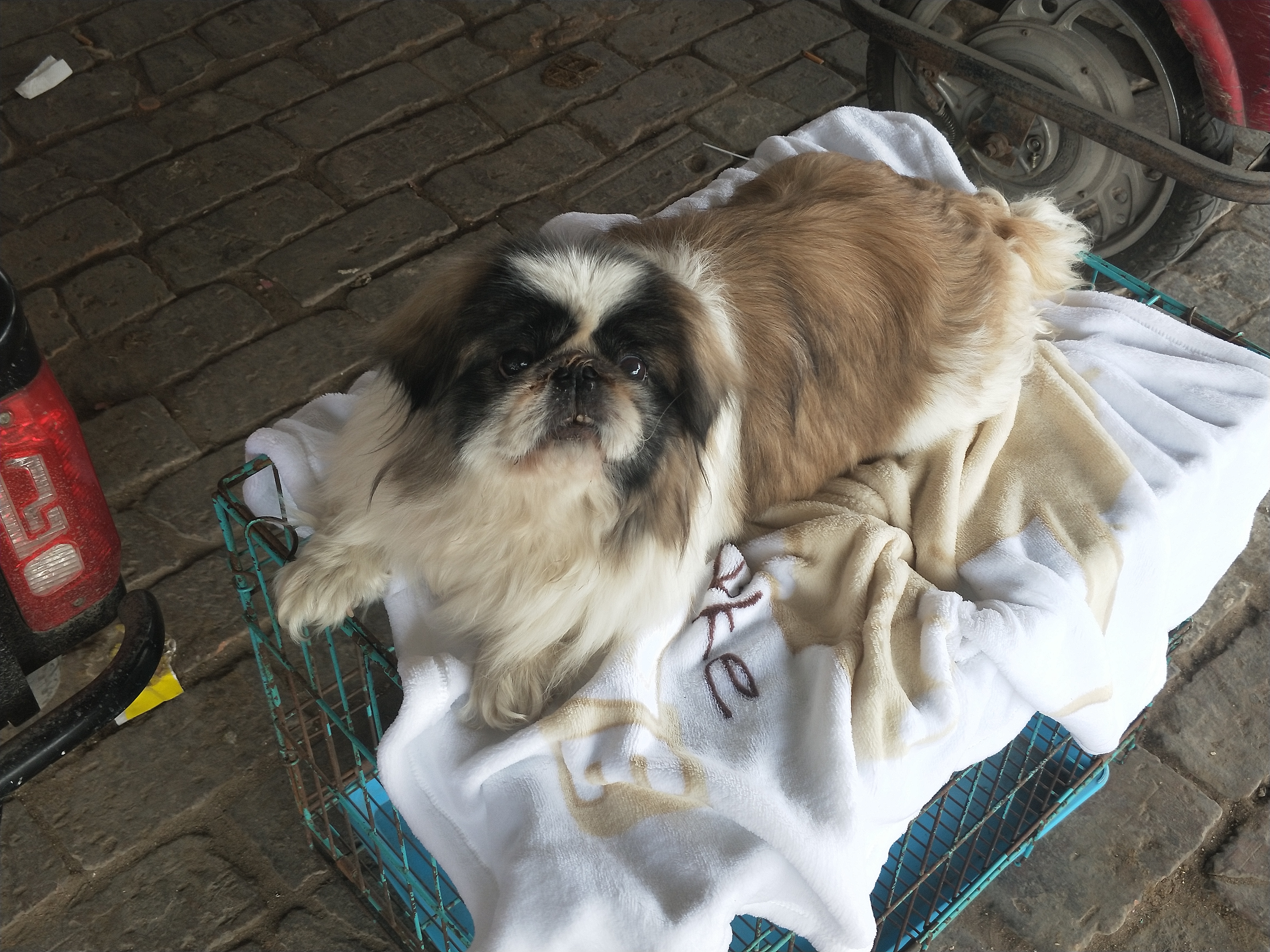 开封四大狗市排名,四种公认最好的狗市