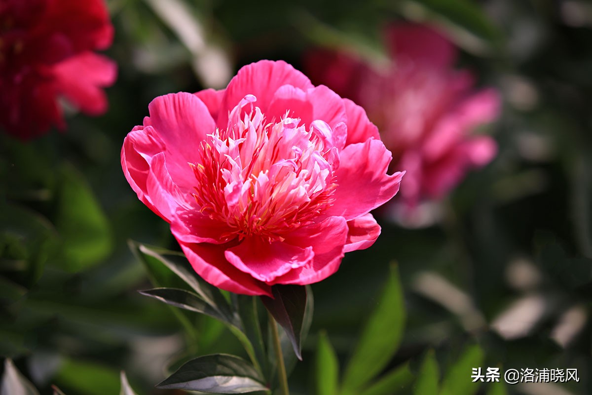 大院绿化的回忆——顺便看看院里的芍药定个究竟有多少种？