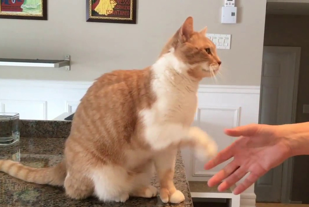 什么是莱姆病症状,为什么莱姆病叫莱姆病