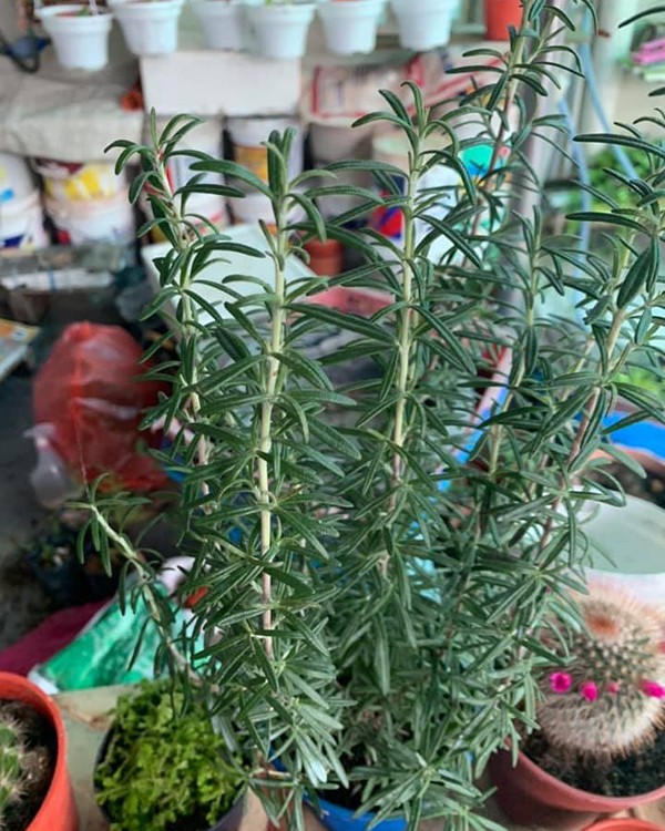 适合养在阳台且不招虫的植物,阳台上最易养的香草植物