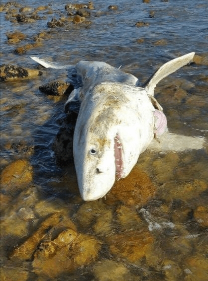 体型惊人的大白鲨,为什么大白鲨会害怕虎鲸