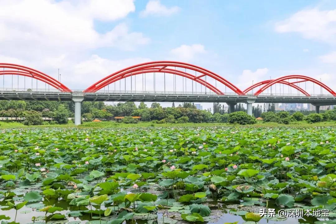 深圳100个免费景点,深圳免费100个景点