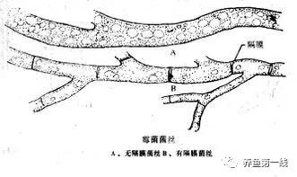 水产鱼鳃虫怎么治疗最好,鱼鳃霉病图片