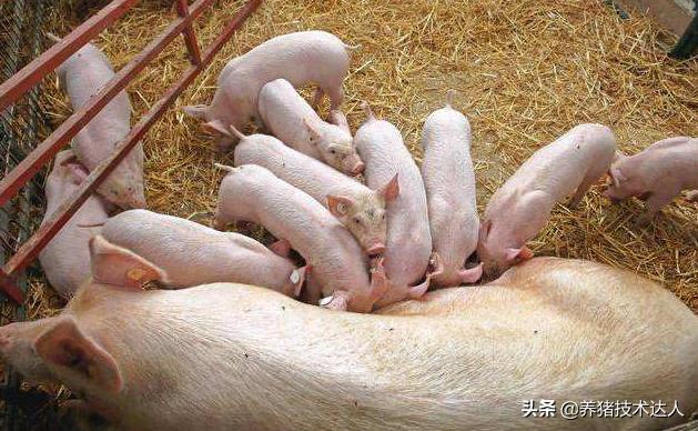 母猪总是流产怎么回事,母猪产仔前吃食少怎回事