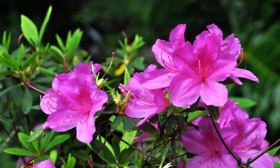 诗词朗诵春天来了,诗歌朗诵春天来了的视频