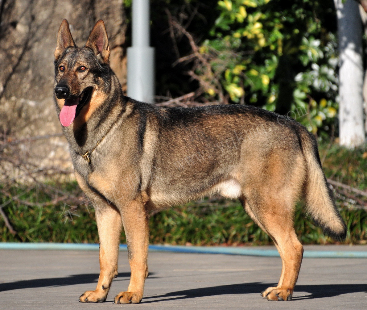 比较像狼犬的狗狗,最像狼的狗哈士奇