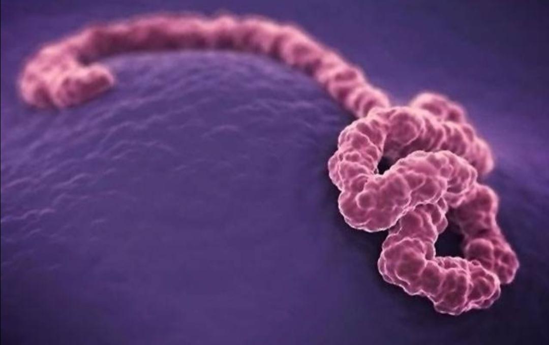 埃博拉病毒有多恐怖死了多少人,埃博拉病毒所致疾病