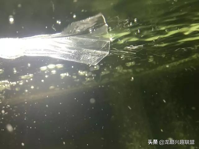 垃圾桶旁边的四方鱼缸，捡回去养了一缸金鱼，别说还挺不错