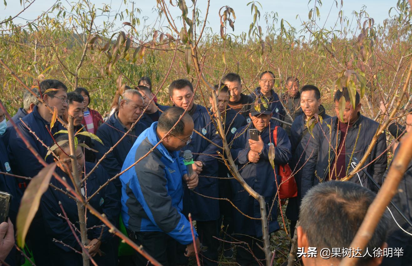 桃树修剪剪刀买什么样的,桃树整形修剪技术