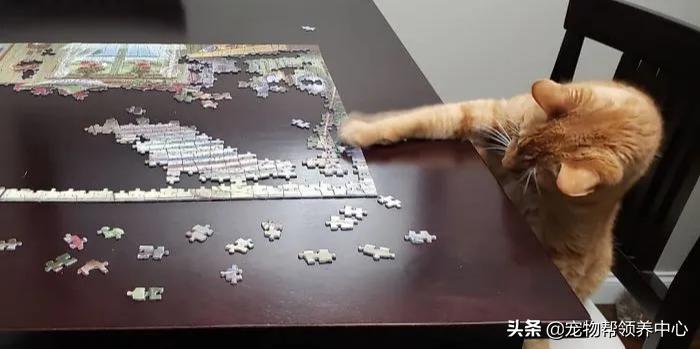 养猫你们觉得要不要放出去,养猫可以玩什么