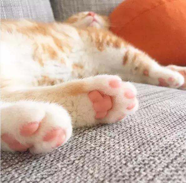 被猫咪抓了会传染吗,被猫咪抓伤了什么症状会感染