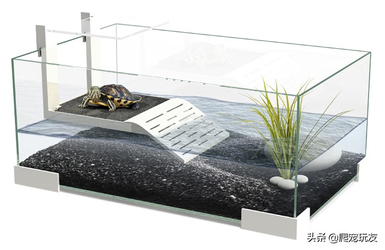 龟误食石子怎么办,龟吃小石头怎么办