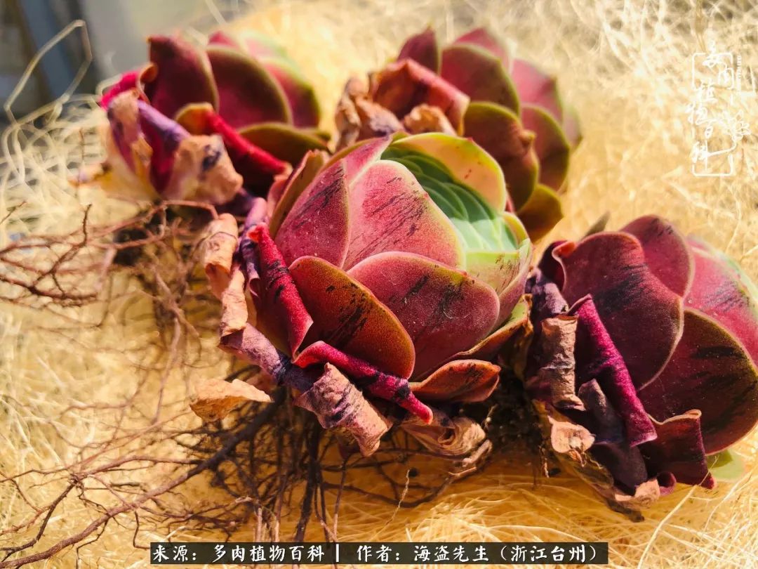 多肉玫瑰多少度休眠,多肉玫瑰唤醒教程