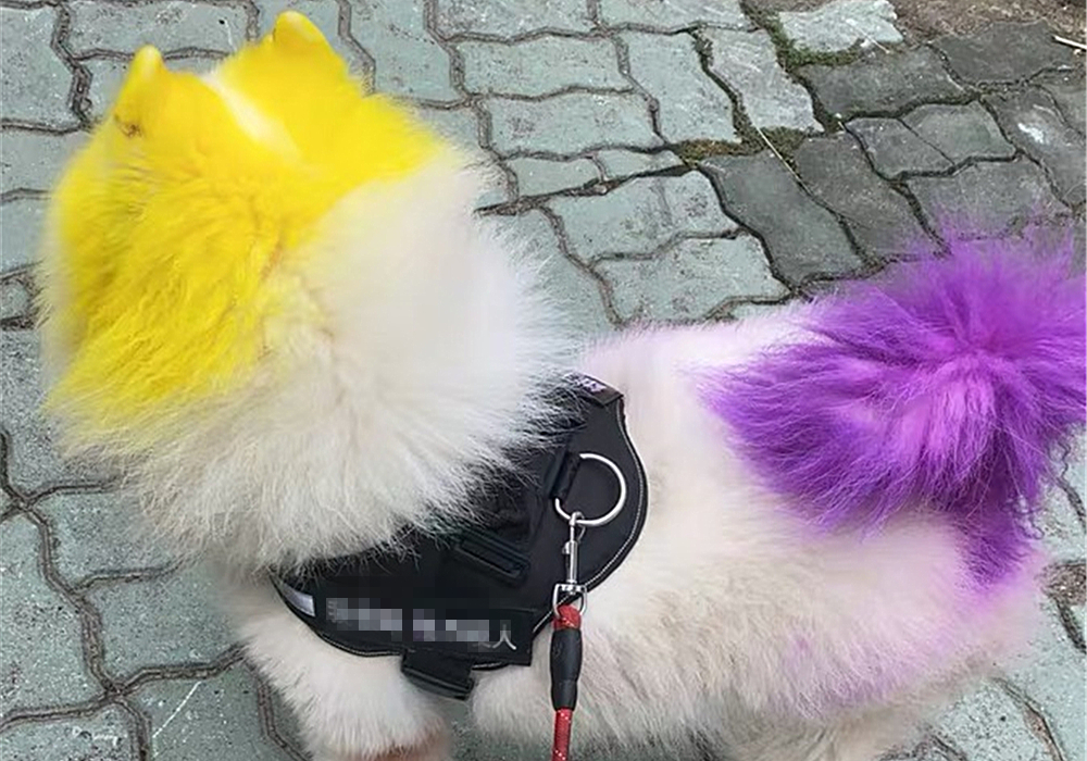 辟谣，狗狗染色用的是植物染发剂没伤害？对它你真的了解吗？