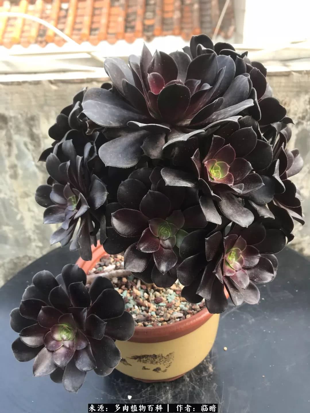 多肉带给我的感情,多肉给人们带什么作用