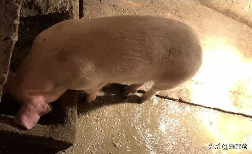 如何让猪定点排放,如何让猪在固定地方睡