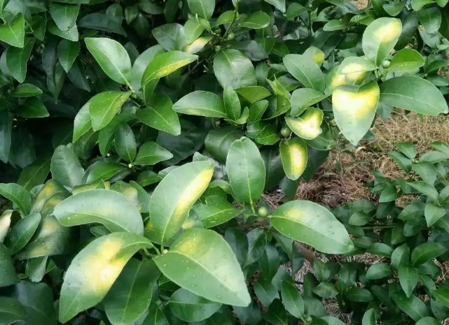 柑橘树浇灌粪水后烂根如何补救,柑橘叶子黄了是什么病