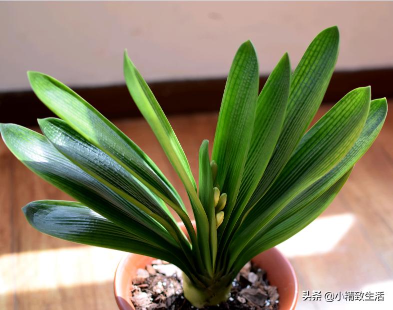 君子兰叶片起梗是什么原因,君子兰叶不绿怎么办
