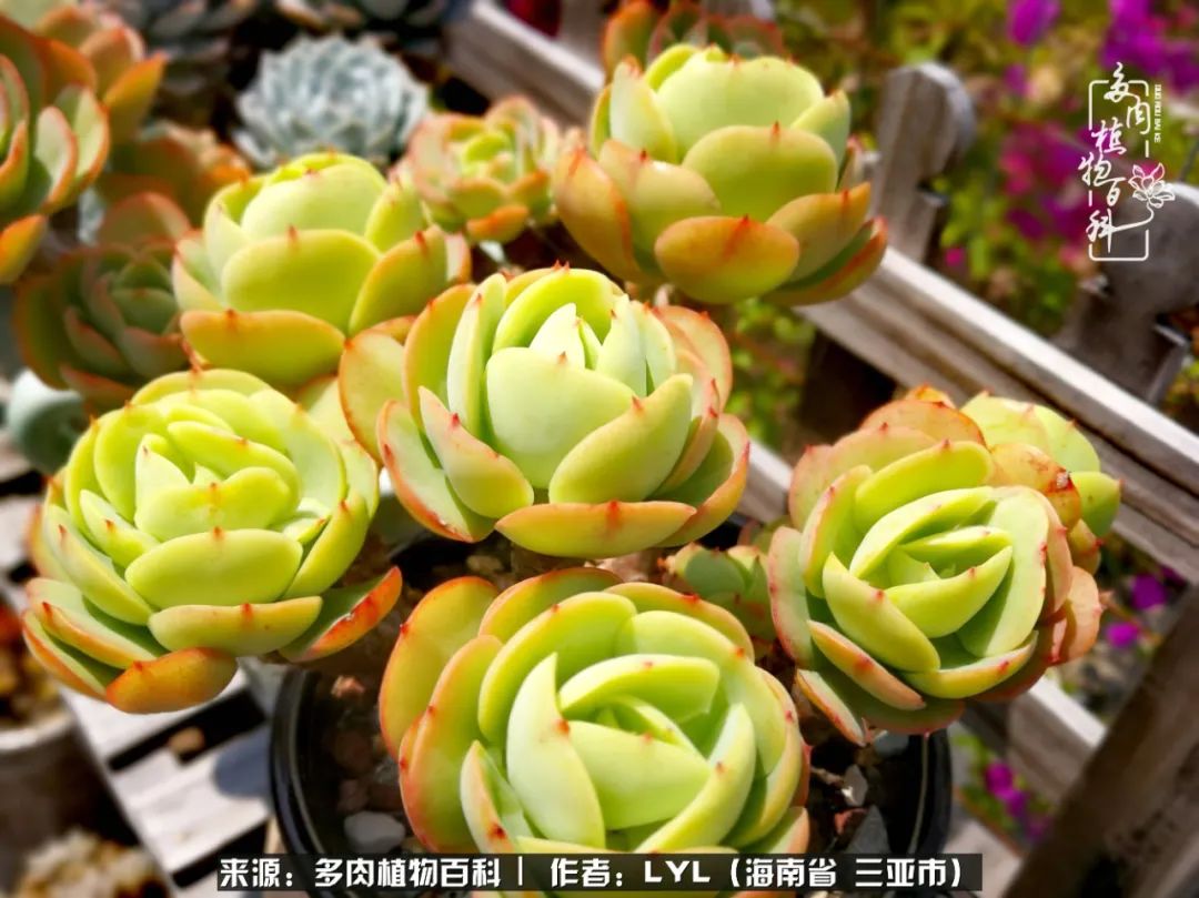 开挂区养多肉,非开挂区怎么把多肉养出态势