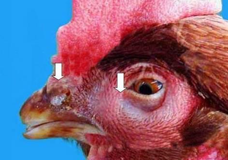 蛋鸡肿脸,蛋鸡肿头肿脸视频