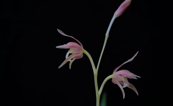 你是哪天出生的对应哪种花,你是几月份的花就是几月份的命