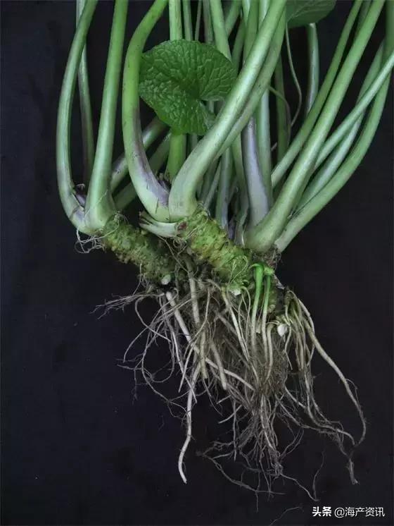 寿司用芥末好吃还是刺身用的芥末,三文鱼刺身除了芥末还有什么