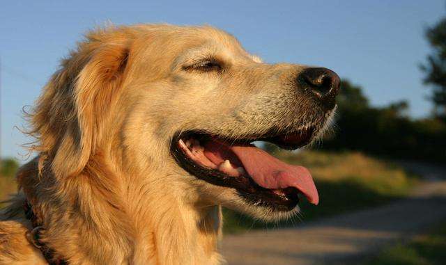 狗为什么热的时候会吐舌头,为什么狗热的时候会吐舌头
