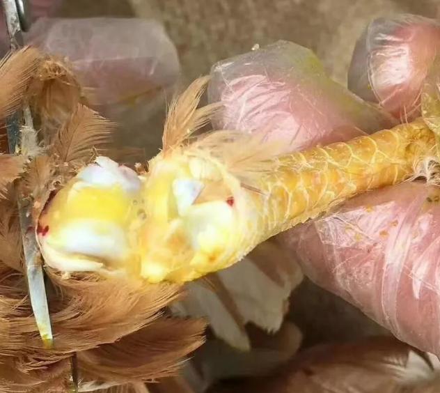 鸡冠萎缩咋得的,鸡冠单独肿胀是什么原因怎么治疗