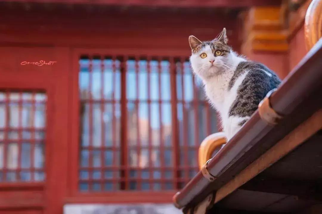 比起故宫猫，毫无颜值的西域骆驼，却在丝绸之路上火了两千多年