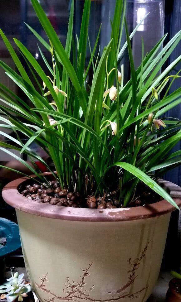 养花的好处50字,养花枝繁叶茂的秘诀