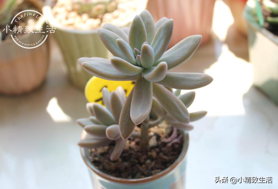 多肉长着长着就歪了怎么办,多肉长歪是什么原因