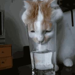 怎么让猫咪爱上喝水,如何让猫咪爱上喝水