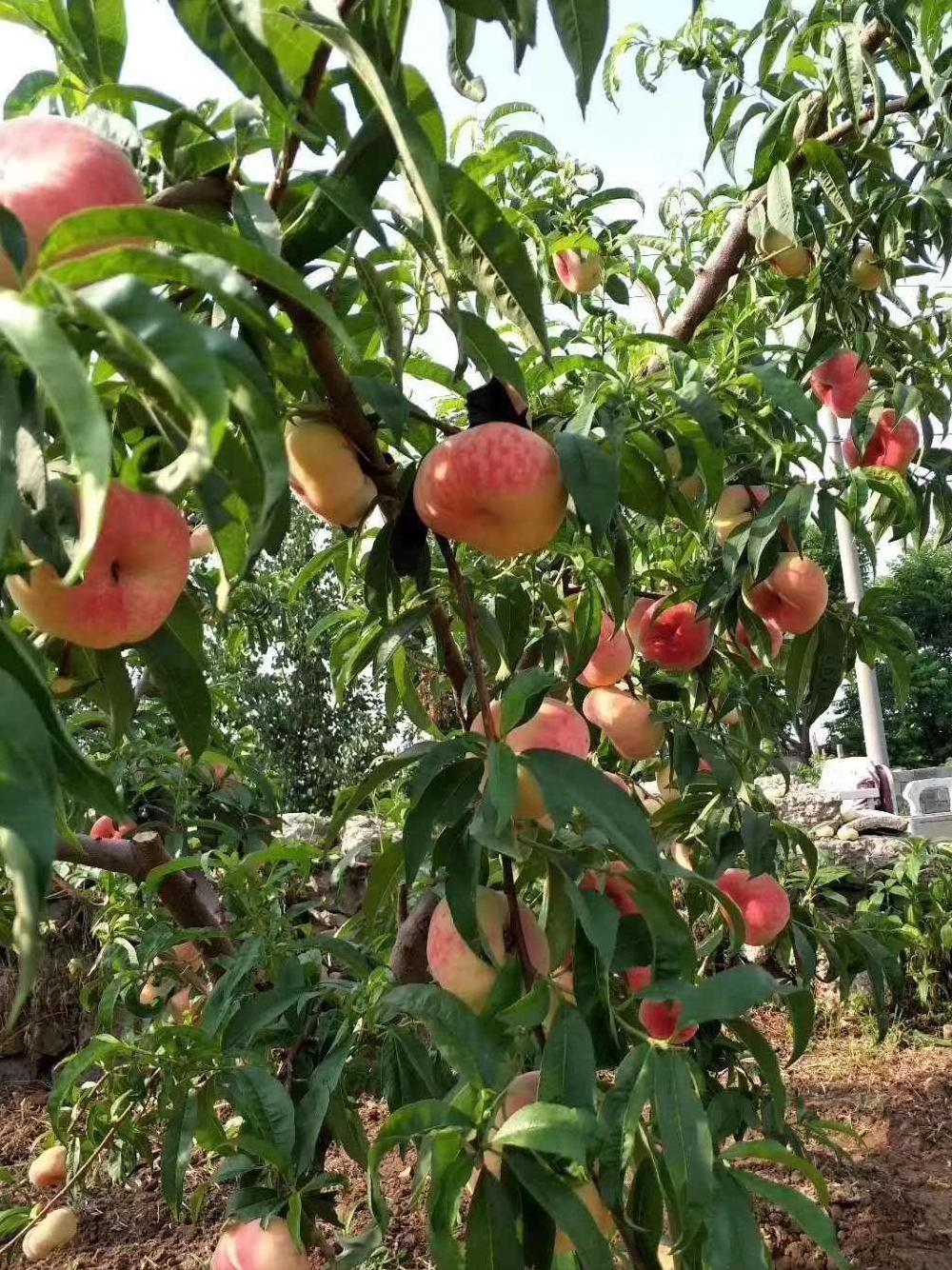 10种果子图片大全,100种果子介绍