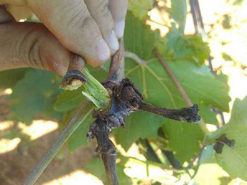 巨峰葡萄果腐病防治,巨峰葡萄黑腐病治疗