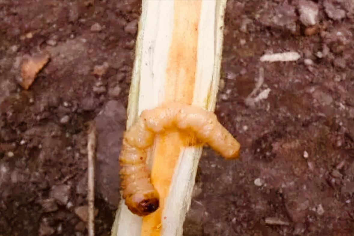 果树怎么打药防治害虫,果树害虫生物防治法