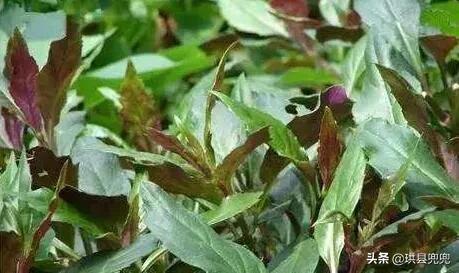 宜宾吃血皮菜中毒,儿童吃血皮菜炒猪肝