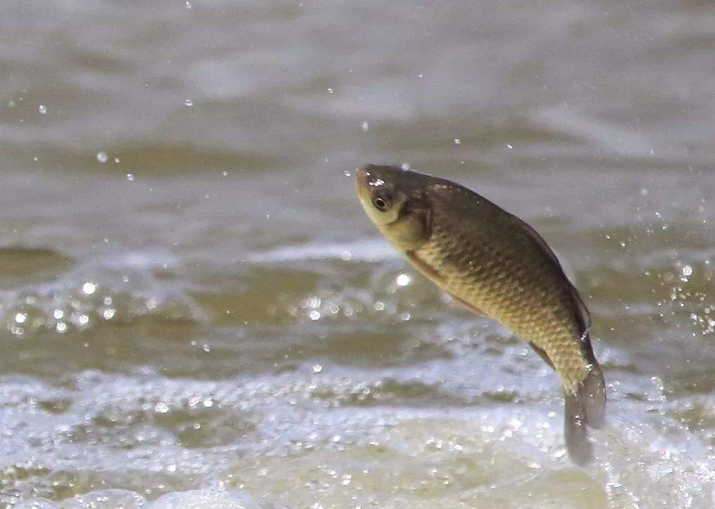 小杂鱼闹窝钓鲫鱼用什么饵,冬钓鲫鱼闹小鱼怎么办