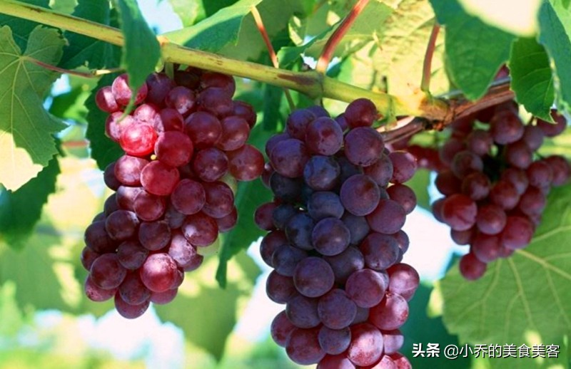 夏日自制葡萄酒怎么样喝,夏天酿葡萄酒的做法窍门