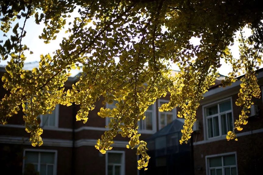 大连棒棰岛风景区门票多少钱,大连棒棰岛现在对外免费开放吗