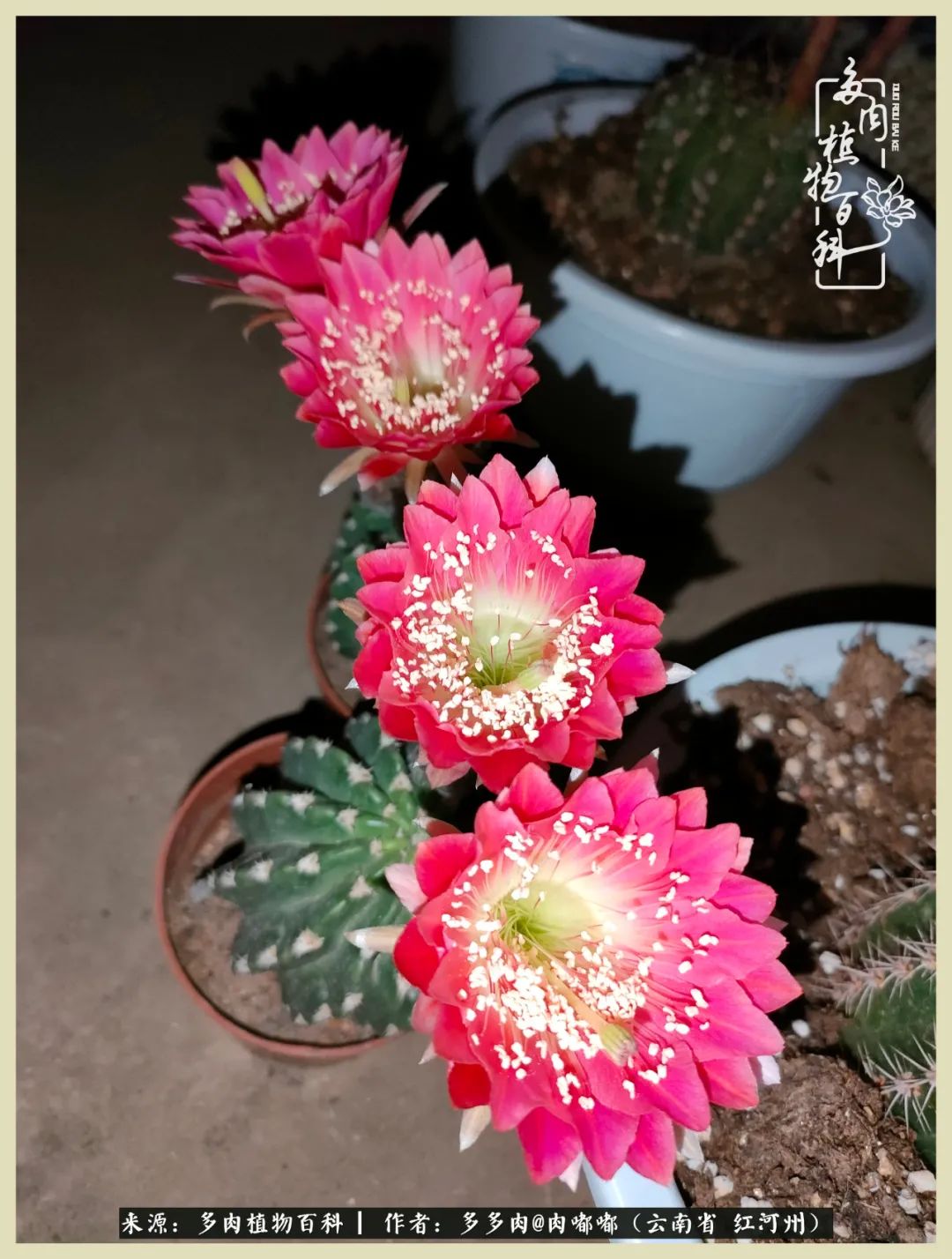 这个春天我们一起去赏花,这个季节我们一起去看花