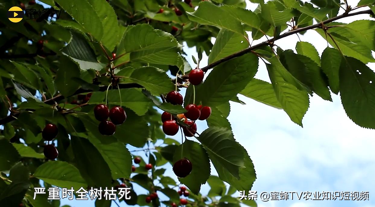 樱桃树干腐病是怎么回事,大樱桃腐烂病怎么治病