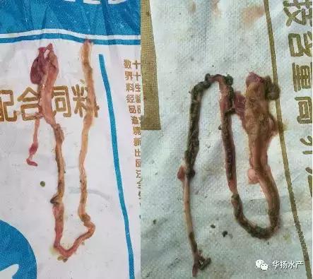 草鱼怎么急救,草鱼身上有伤能自愈吗