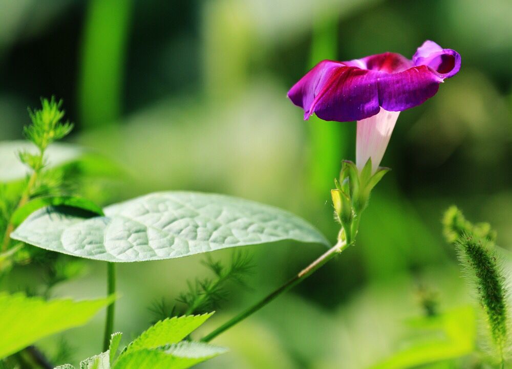 耳朵边缘突然破皮起红点,耳朵轮廓红肿发痒有小水泡