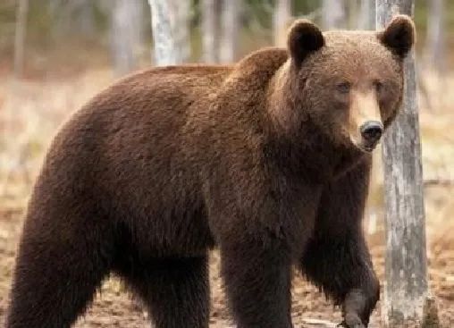 秒杀银背大猩猩的十个动物,盘点10种比老虎还厉害的动物